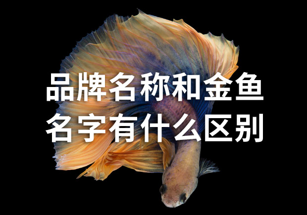 品牌命名公司：品牌名稱和金魚名字有什么區(qū)別？